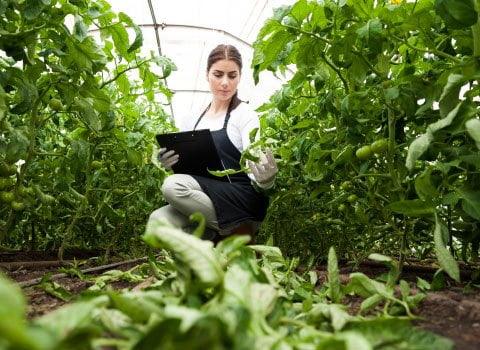 implementacao-global-gap